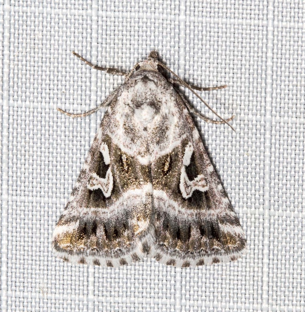 Chaograptis crystallodes