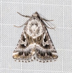 Chaograptis crystallodes