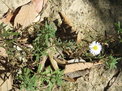 Erigeron exilis