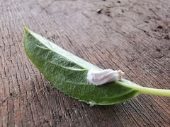 Pulvinaria hydrangeae