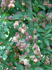 Tetraneura