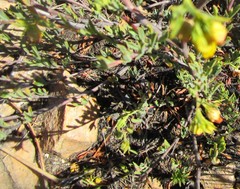 Hermannia aff-denudata