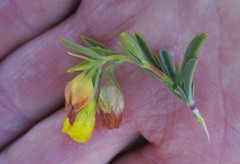 Hermannia aff-denudata