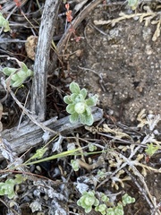 Psilocarphus tenellus