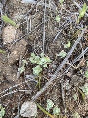 Psilocarphus tenellus