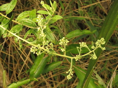 Baccharis trinervis