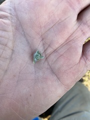 Psilocarphus tenellus