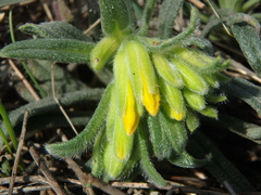 Onosma taurica