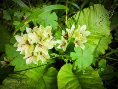 Primula veris macrocalyx