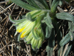 Onosma taurica