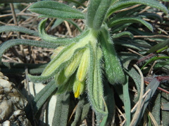 Onosma taurica