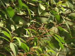 Miconia theizans