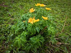 Trollius ranunculinus