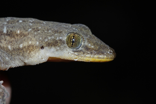 Indo-Pacific House Gecko