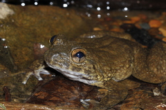 Spiny-Breasted Frog photo 1