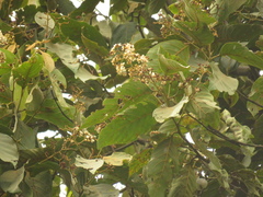 Nectandra acutifolia