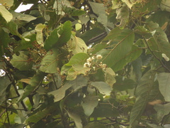Nectandra acutifolia