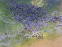 Phrynomantis annectens