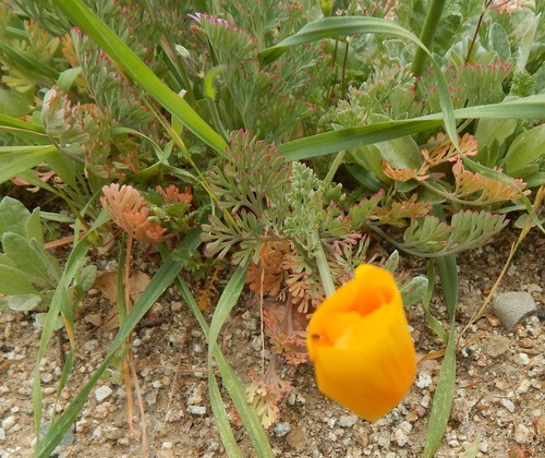 iNaturalist observation photo of Desert Poppies