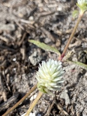 Gomphrena serrata image