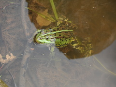 Pelophylax lessonae