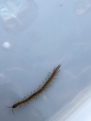 Scolopendra oraniensis