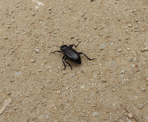 iNaturalist observation photo of Eleodes gigantea