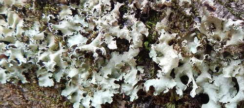 iNaturalist observation photo of typical shield lichens