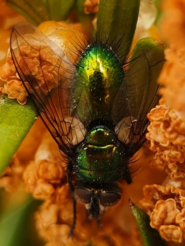 Gymnocheta viridis photo 4