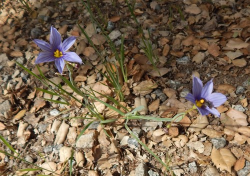 iNaturalist observation photo of western blue-eyed grass