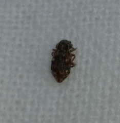 Coxelus pictus