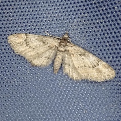 Gymnoscelis rufifasciata