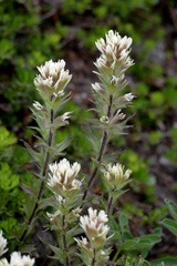 Castilleja parviflora albida