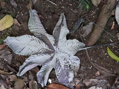 Cecropia telenitida