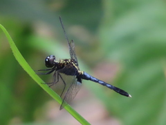 Erythrodiplax basalis