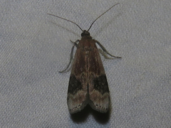 Euzophera semifuneralis