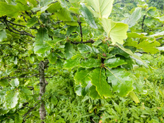 Quercus macranthera