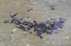 Phrynomantis annectens