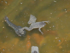 Xenopus muelleri