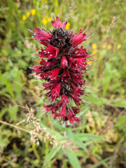 Pontechium maculatum