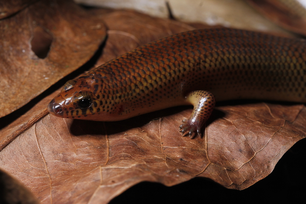 Korat Supple Skink
