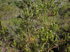 Phylica purpurea