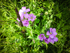 Linum hypericifolium