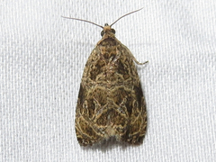 Olethreutes permundana