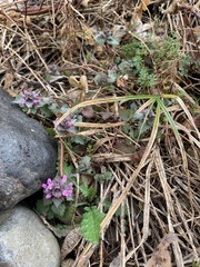 Lamium purpureum