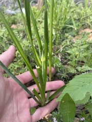Allium fraseri