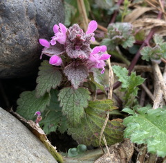 Lamium purpureum