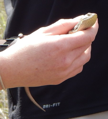 iNaturalist observation photo of Southern Alligator Lizard
