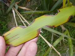 Ichneutica steropastis