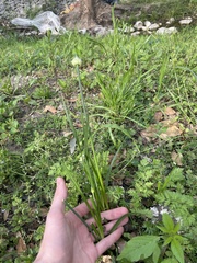 Allium fraseri